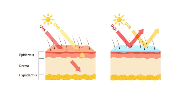 Vector uv protection. sunscreen lotion protect human skin from uva, uvb ray