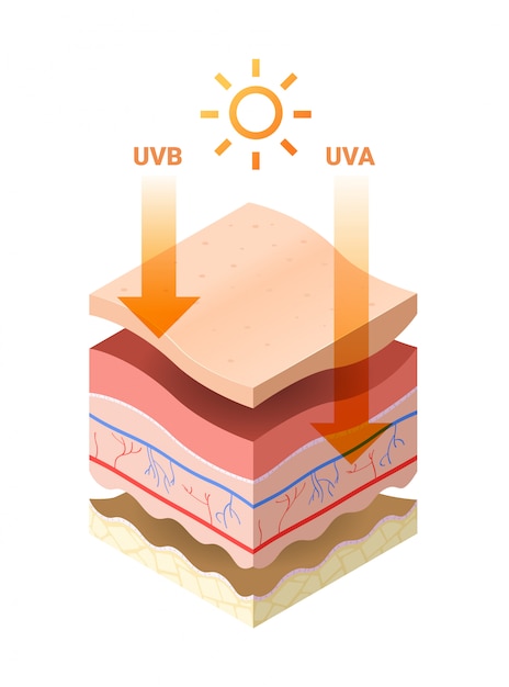 Vector uvb uva rays from sun penetrate into epidermis of skin cross-section of human skin layers structure skincare medical concept flat