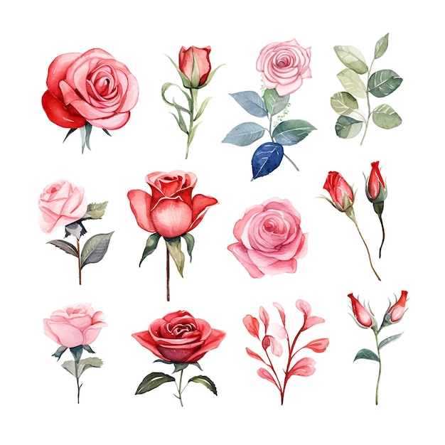 Valentines Day Rose set watercolor