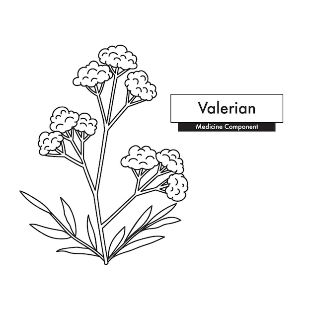 Вектор Рисунок с валерианской линией лучший для органической косметики аюрведа альтернативная медицина векторная иллюстрация