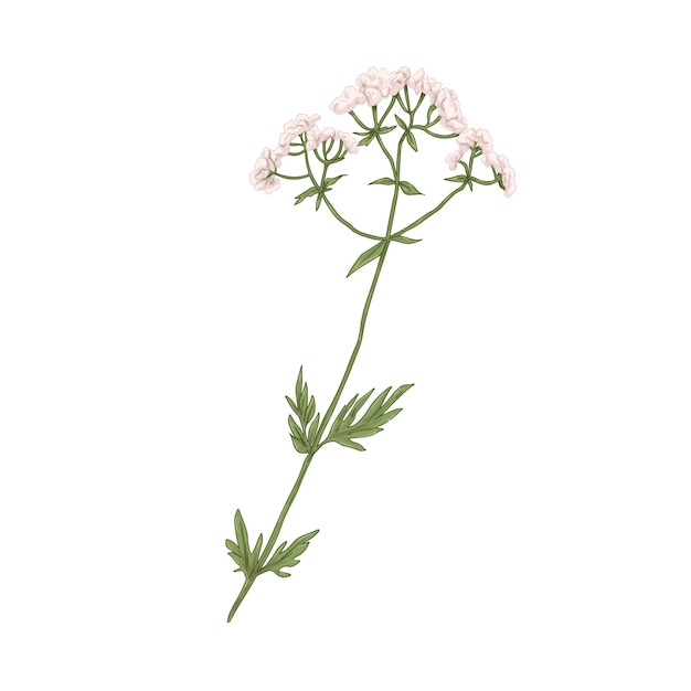 벡터 valeriana officinalis, 의료 야생 식물. 복고 스타일의 쥐오줌풀 꽃의 사실적인 식물학 그림. 약용 정원 헬리오트로프. 손으로 그린 벡터 일러스트 레이 션 흰색 배경에 고립