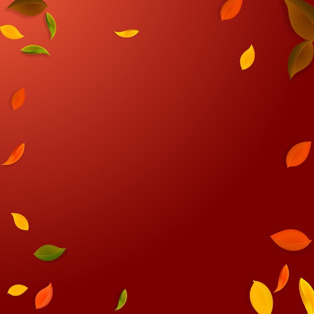 Vallende herfstbladeren. rode, gele, groene, bruine chaotische bladeren vliegen. vignet kleurrijk gebladerte op ideale rode achtergrond. briljante terug naar school verkoop.