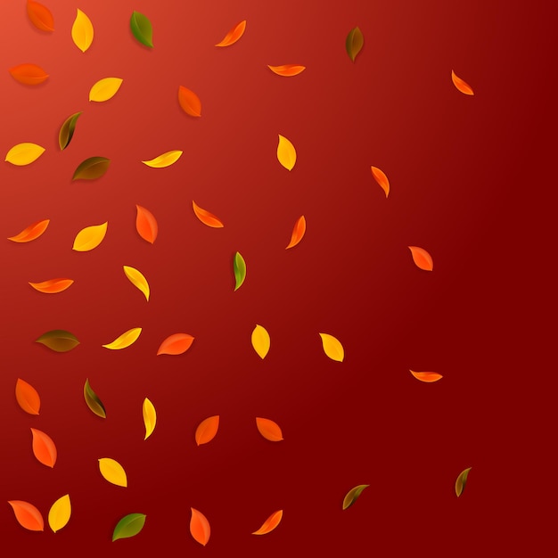 Vallende herfstbladeren. Rode, gele, groene, bruine willekeurige bladeren vliegen. Kleurovergang kleurrijk gebladerte op mooie rode achtergrond. Geweldige terug naar school verkoop.
