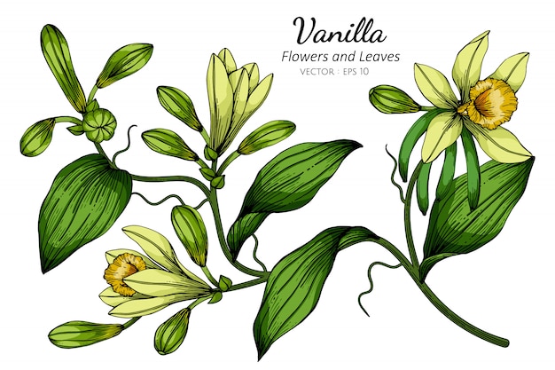 白のラインアートとバニラの花と葉の描画図