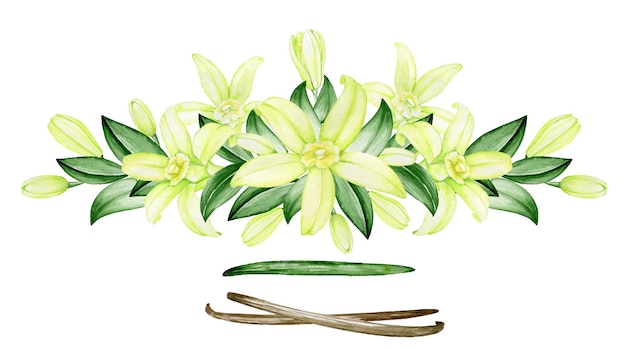 Vanilla flower bouquet for wedding invitation cafes and restaurants watercolor flowers of vanilla orchid