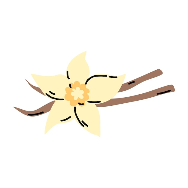 Vettore fiore di vaniglia isolato su sfondo bianco spezie disegnate a mano per la stampa illustrazione piatta vettoriale