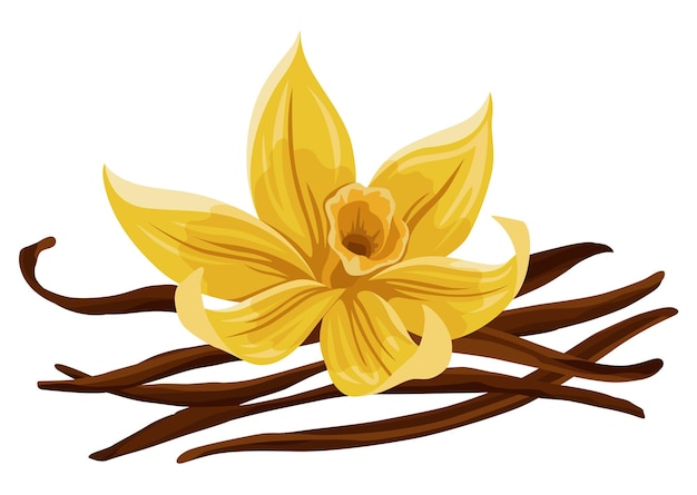 Vanilla flower pods and sticks realistic vector set of isolated elements realistic nature spice yellow blossom