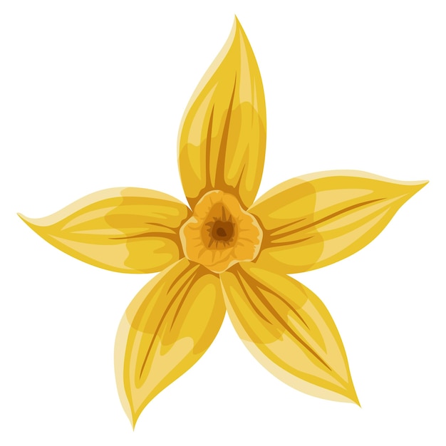 바닐라 꽃 현실적인 벡터 격리 된 디자인 요소 자연 향신료 노란 꽃