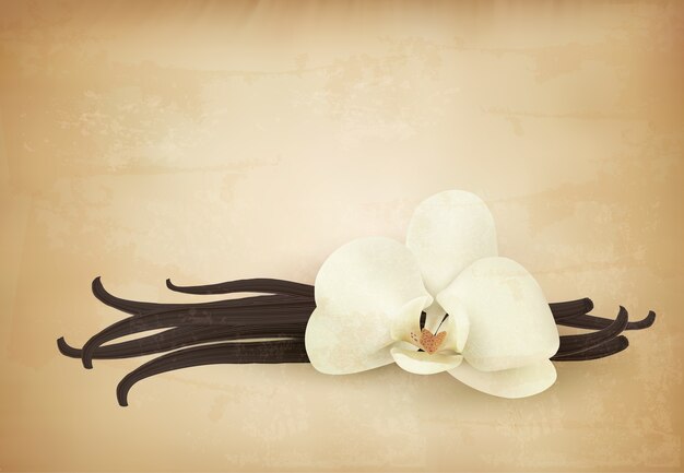 Vanilla flower on retro background