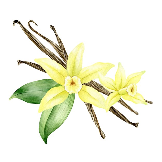 Vector vanilla flower sticks pods and leaves ingredients for cookery and sweet baking organic healthy food