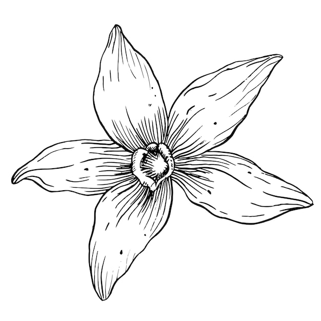 vanilla flower vector hand drawn illustration of herbal food spice on white isolated background outline drawing of blooming orchid for essential oil or natural cosmetic black line art engraving