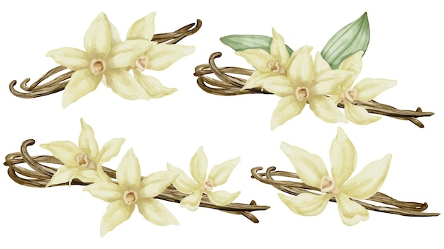 Vanilla flowers Vectors & Illustrations for Free Download