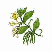 ベクトル バニラ プラント スパイス ベクトル現実的な着色された植物図