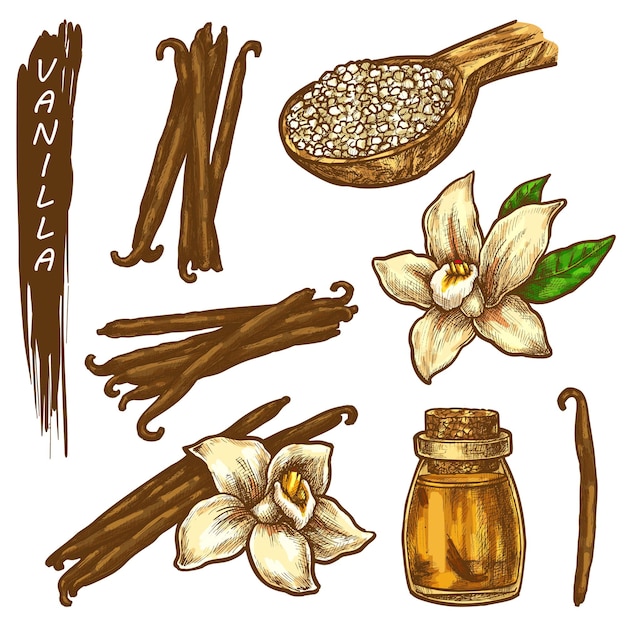 Vanilla sketch elements herbs or spices icons