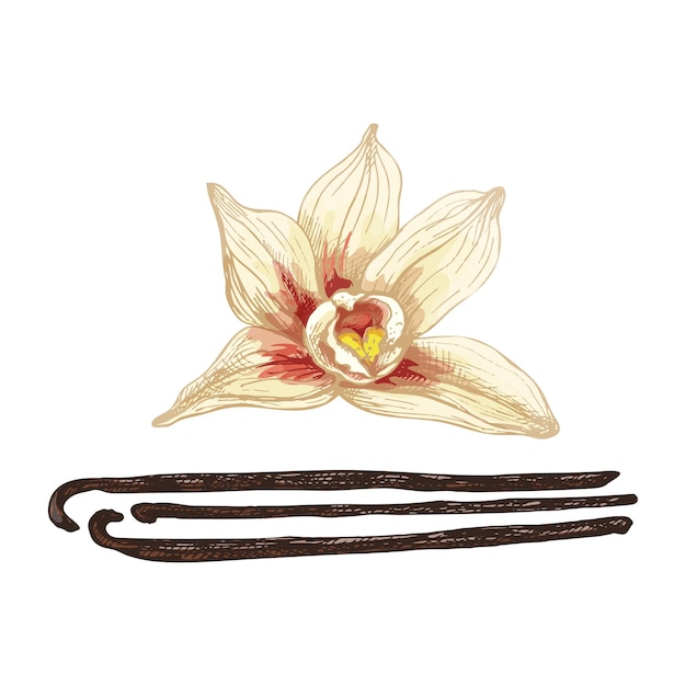 Vanilla stick and flower. Vector color vintage hatching illustration isolated on a white background.