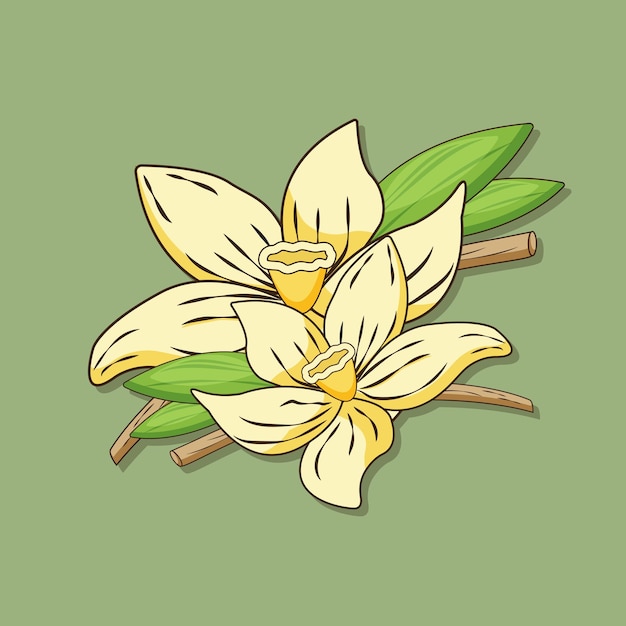 Vanilla vanilla flower vector illustration