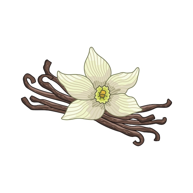 Vanilla vector colored botanical illustration. Product to prepare delicious and healthy food. Isolated on white background.