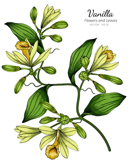 Vector vanille bloem en blad tekening illustratie met lijntekeningen op witte achtergronden.
