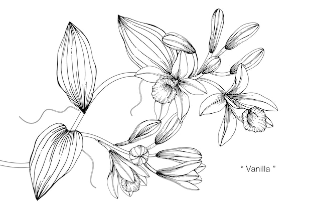 Vanille bloem tekening illustratie