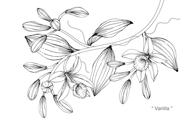 Vector vanille bloem tekening illustratie.