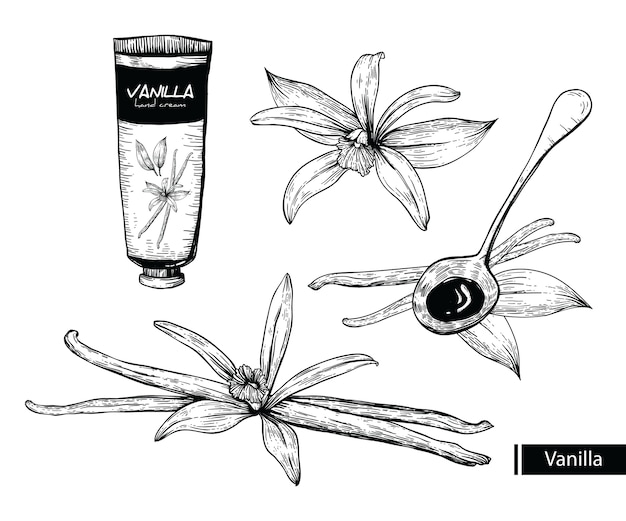 Vector vanille bloem