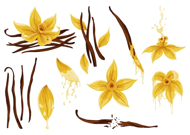 Vector vanille bloemen peulen en stokjes realistische vector set van geïsoleerde elementen natuurkruid gele bloesem met druppels