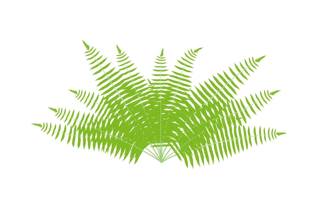 varensblad vector een groen varensblad op een witte achtergrond palmbladeren
