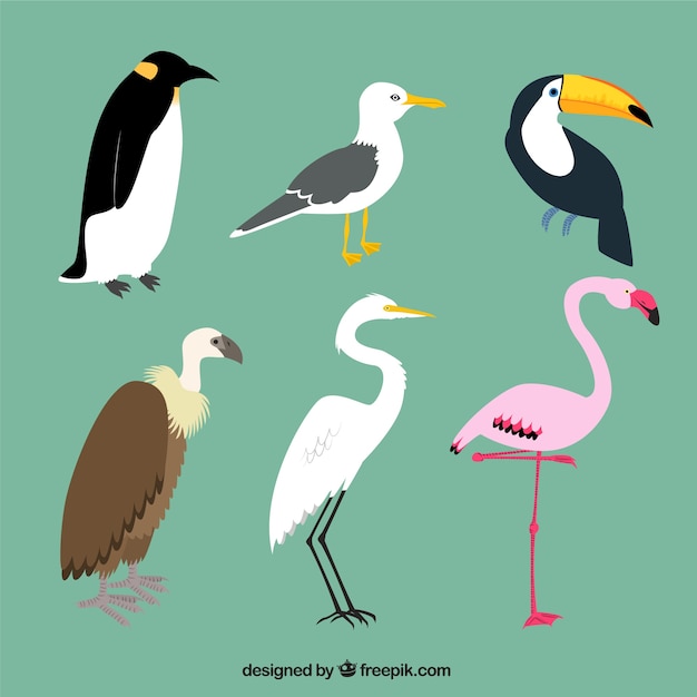 Variety of birds