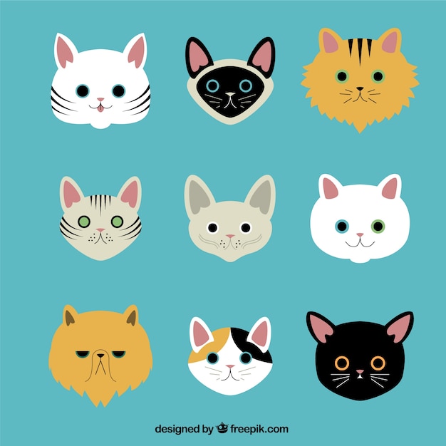 Variety of cat breeds