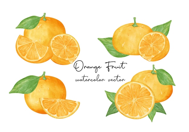 Variety compositions fresh orange fruits watercolor hand painting collection Semi realistic illustration vector isolated on white background