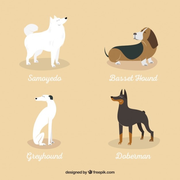 Variety of dog breeds