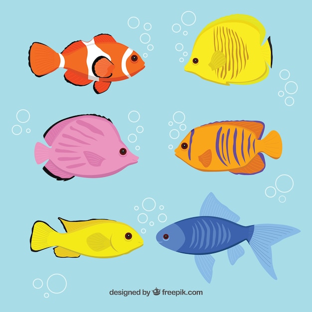 Varietà di razze di pesce
