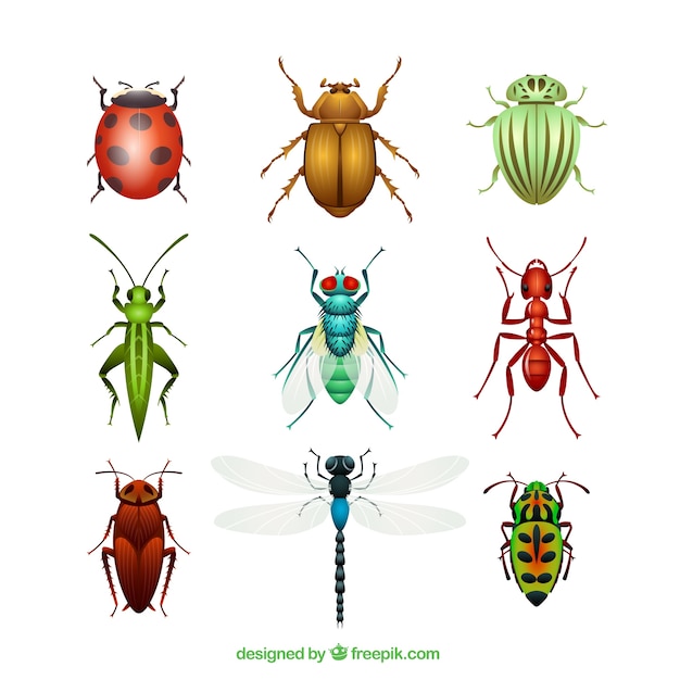 Variety of insects