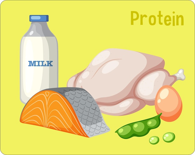 Variety of protein foods vector