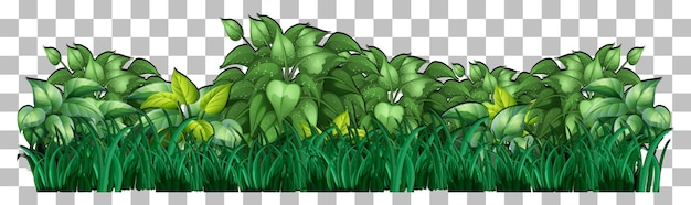 Vector variety trees on transparent background