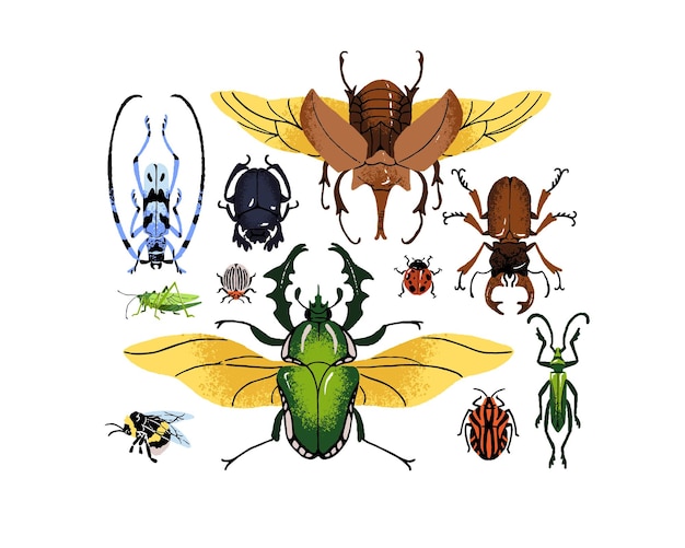 Vector various arthropod insects set different bug species composition elephant beetle bumblebee ladybug sacred scarab grasshopper exotic fauna flat isolated hand drawn vector illustration on white