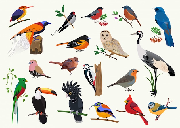 Vector various cartoon birds collection for any visual design.