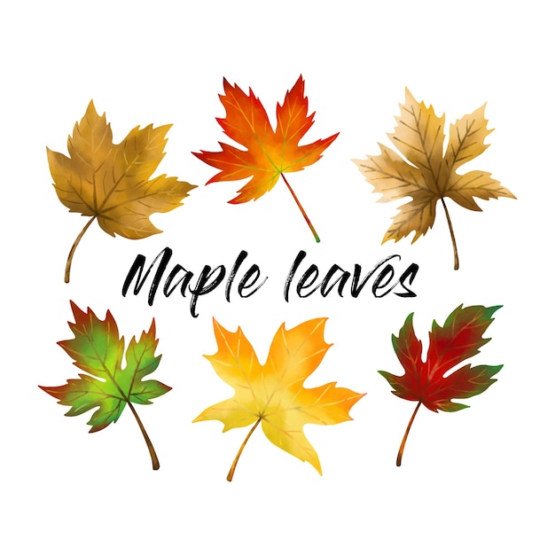 Various colors and shapes of maple leaves in watercolor inspired illustrations