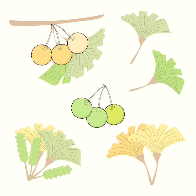 Various Ginkgo Biloba leaves and branches. Green and yellow ginkgo leaves. Hand drawn illustration