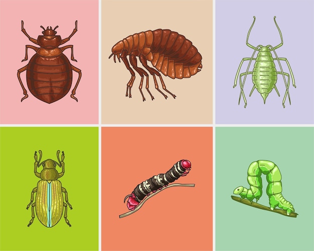 Various Insects Realistic Illustration