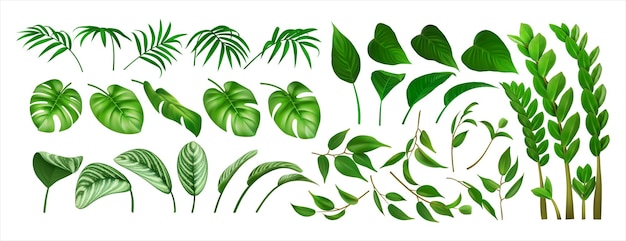 各种叶子收藏 自然设置植物绿色装饰夏季植物叶子元素 丛林森林花园植物 孤立在白色背景上 矢量插图