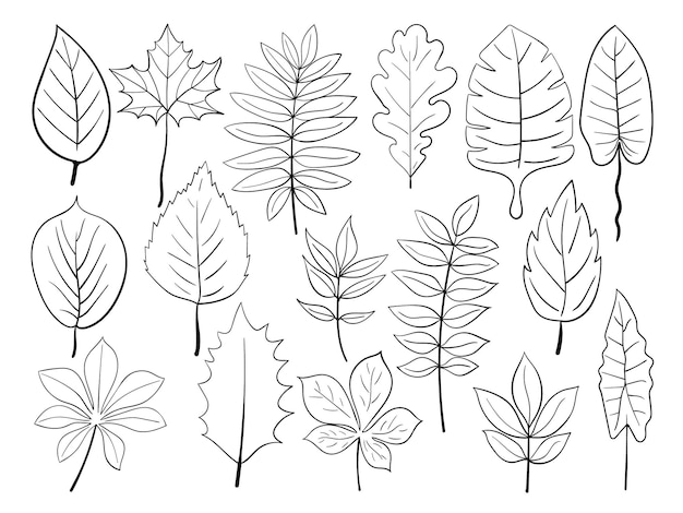 Vector various leaves doodle collection vector free vector