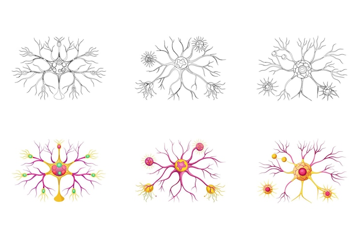Vector various neuron types are illustrated displaying distinct structures