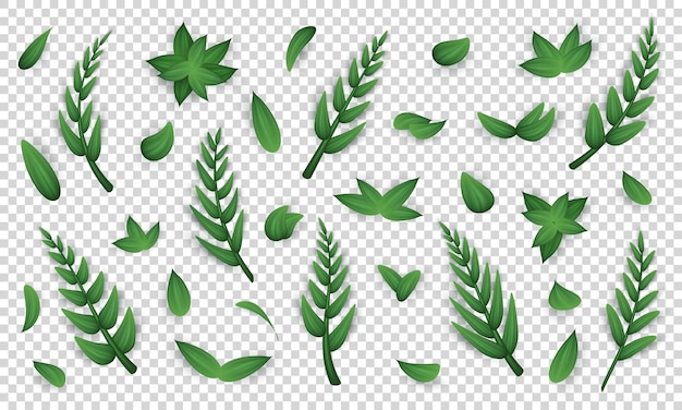 Various realistic twigs and green leaves isolated on transparent background 3d tree branches