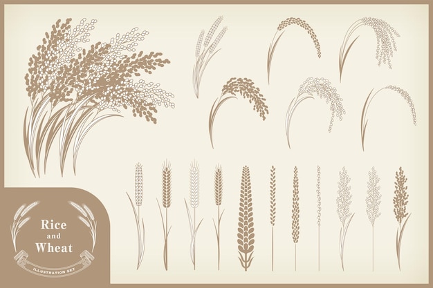 Вектор Различные наборы иллюстраций риса и пшеницы