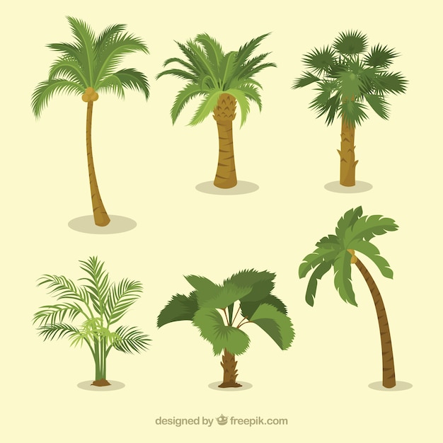 Various types of palm trees