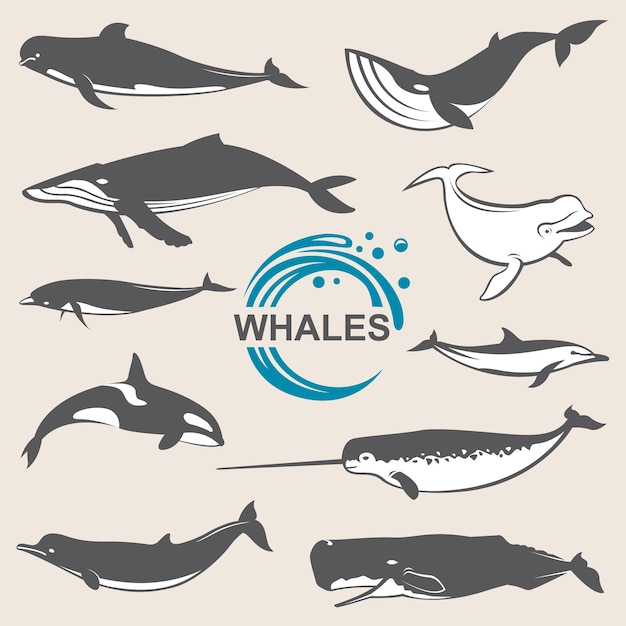 various whales set