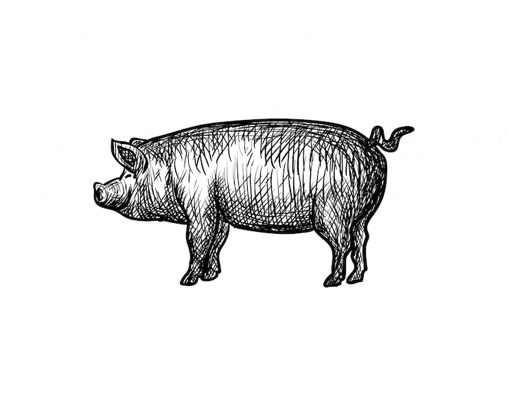 Vector varken hand getekend voor bbq-symbool logo vector