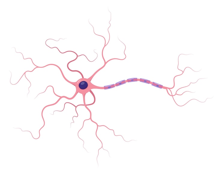 Vector vectillustration of neuron anatomy infographic neuron nerve cell axon and myelin sheath