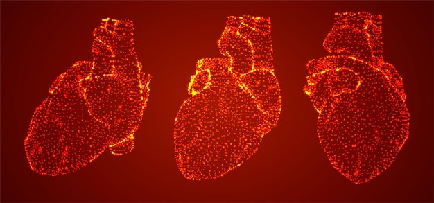 Vector 3d human heart